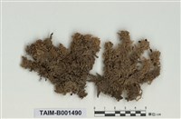 藏品(疣泥炭苔)的圖片